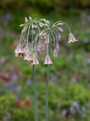 Wildflowers of Pennsylvania