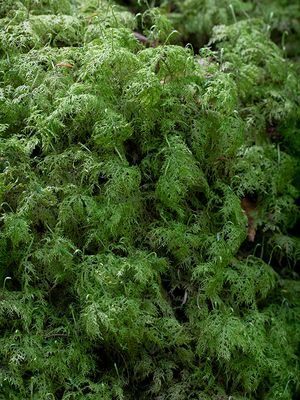 Stairstep Moss
