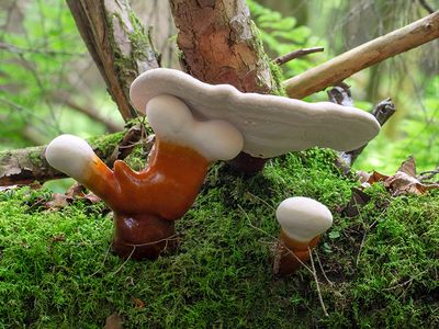 Hemlock Varnish Shelf Fungus