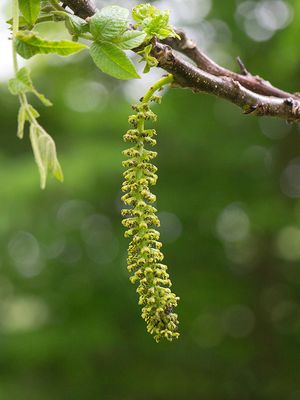 Black Walnut Tree Flower