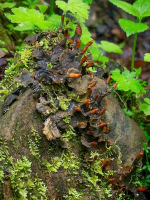 Membranous Dog-Lichen