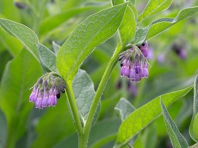 Common Comfrey