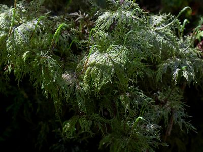 Stairstep Moss