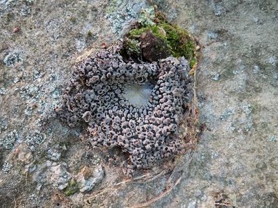 Fungi, Lichens and Slime Molds