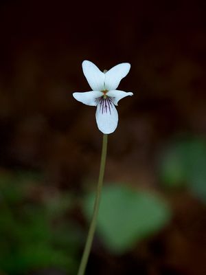 Wildflowers of Pennsylvania