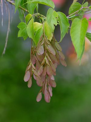 Box Elder Tree Seeds