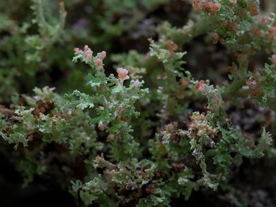 Fungi, Lichens and Slime Molds