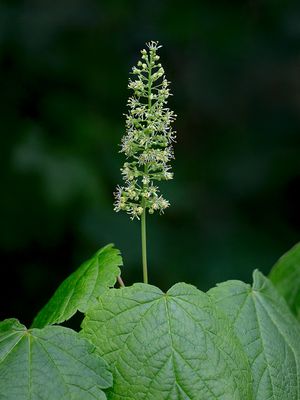 Mountain Maple Tree Flowers