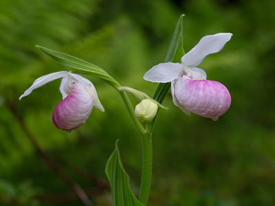 Showy Lady's Slipper Orchid