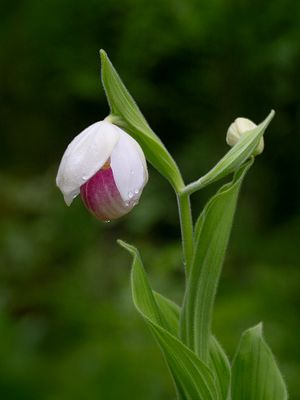 Showy Lady's Slipper Orchid