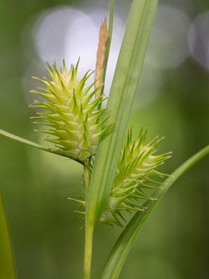 Sallow Sedge