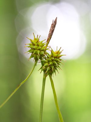 Yellow Sedge