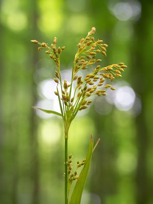 Nodding Bulrush