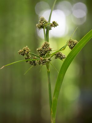 Dark Green Bulrush