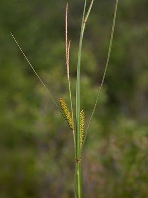 Common Beaked Sedge