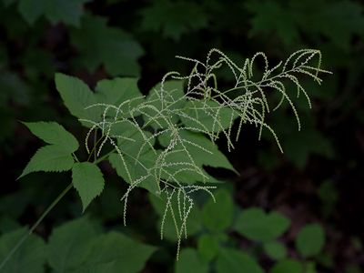 Goatsbeard
