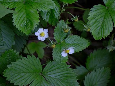 Wildflowers of Pennsylvania