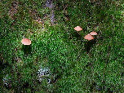 Ribbed Bell Mushrooms