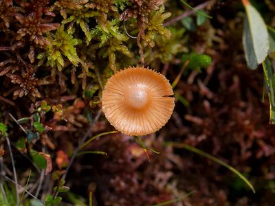 Ribbed Bell Mushroom