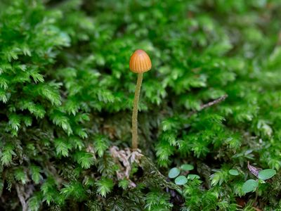 Fungi, Lichens and Slime Molds