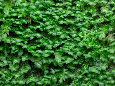 Grove Earwort Moss