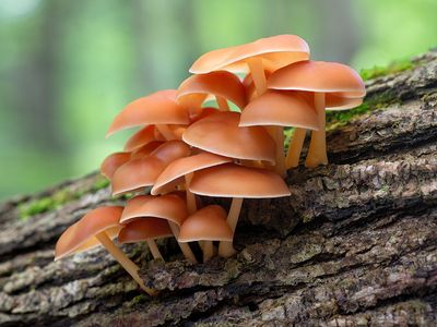 Oak-loving Collybia Mushrooms