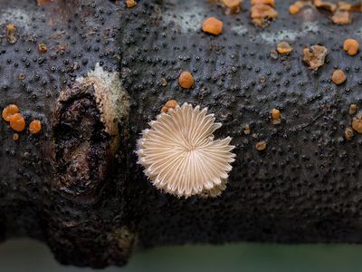 Common Split Gill Mushroom and Red Tree Brain Fungus