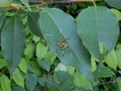 Ichneumon Wasp