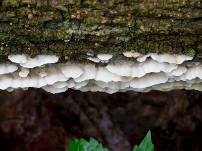 Gelatinous-pored Polypore Fungus