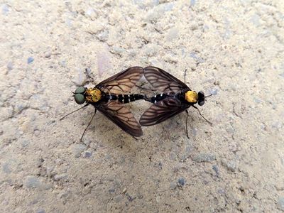 Insects, etc.