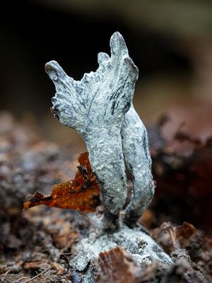 Fungi, Lichens and Slime Molds