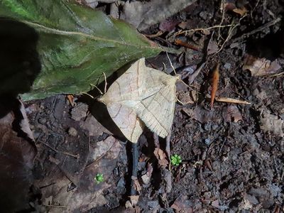 Insects, etc.