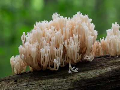 Crown-tipped Coral Fungus
