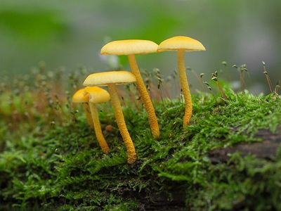 Golden-scruffy Collybia Mushroom