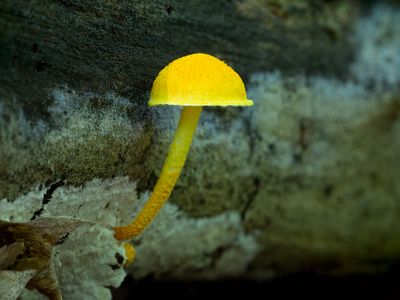 Golden-scruffy Collybia Mushroom