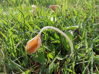 Beansprout Conecap Mushrooms