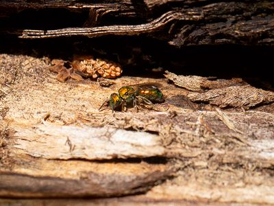 Golden Sweat Bee