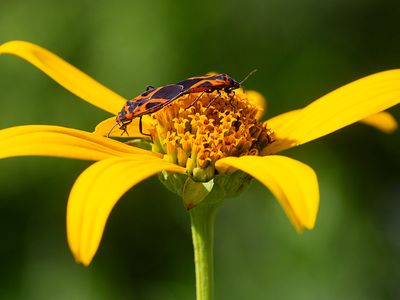 Insects, etc.