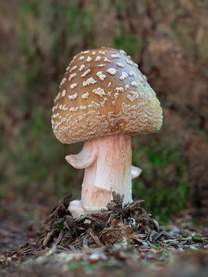 Amanita Amerirubescens Group Mushroom