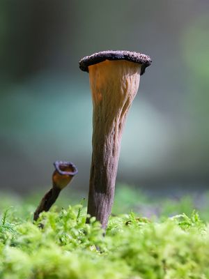 Fungi, Lichens and Slime Molds
