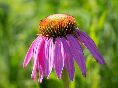 Wildflowers of Pennsylvania