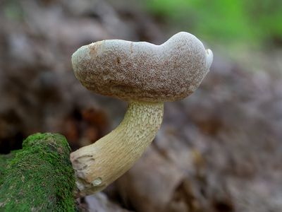 Bitter Bolete Mushroom