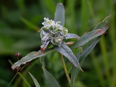Gall on Willow Tree Caused by the Willow Rosette Gall Midge