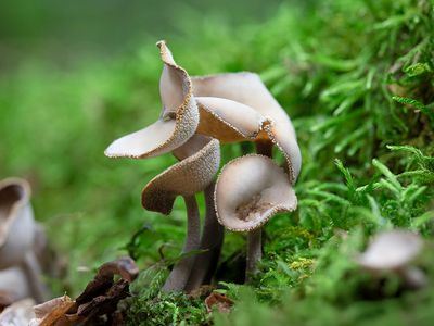 Felt Saddle Mushrooms