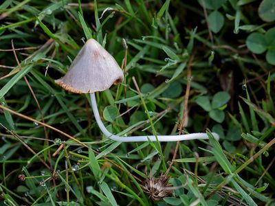 Beansprout Conecap Mushroom
