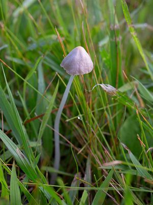 Beansprout Conecap Mushroom