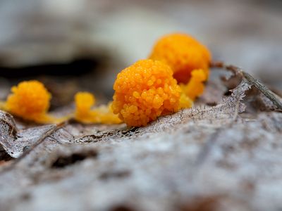 Slime Mold