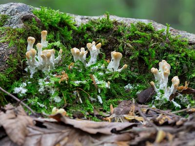 Fungi, Lichens and Slime Molds