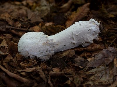 Amanita Mushroom Parasitized by The Amanita Eater Fungus