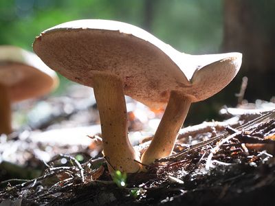 Bitter Bolete Mushrooms